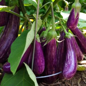 Showpnopuron: Project 1 (Brinjal Harvest)