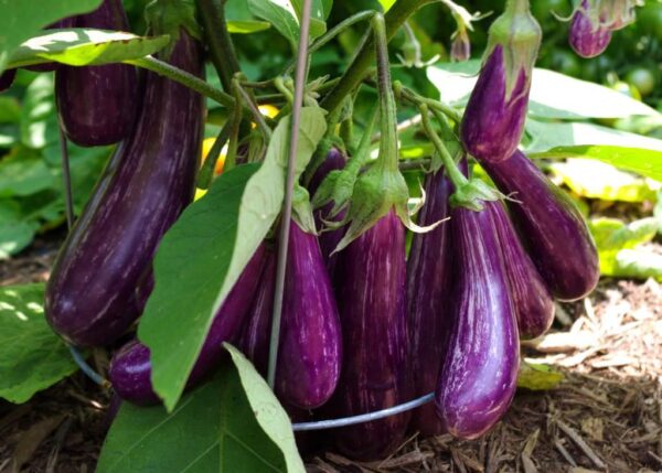 Showpnopuron: Project 1 (Brinjal Harvest)
